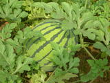 DSCN1746.JPG