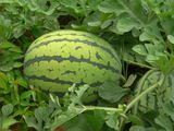 DSCN1742.JPG