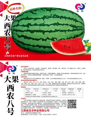 大果西农8号（6克）